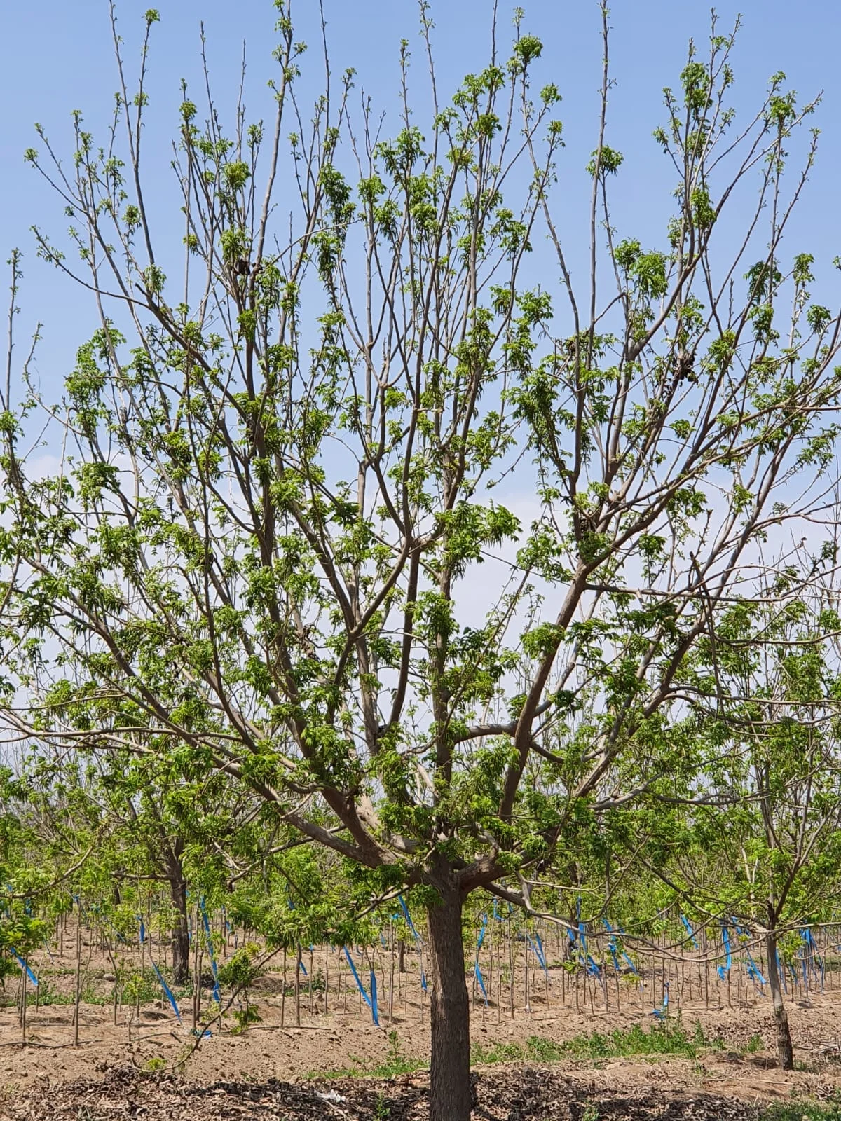 Árbol de pecano en el valle de Ica - Pecana Sunrise