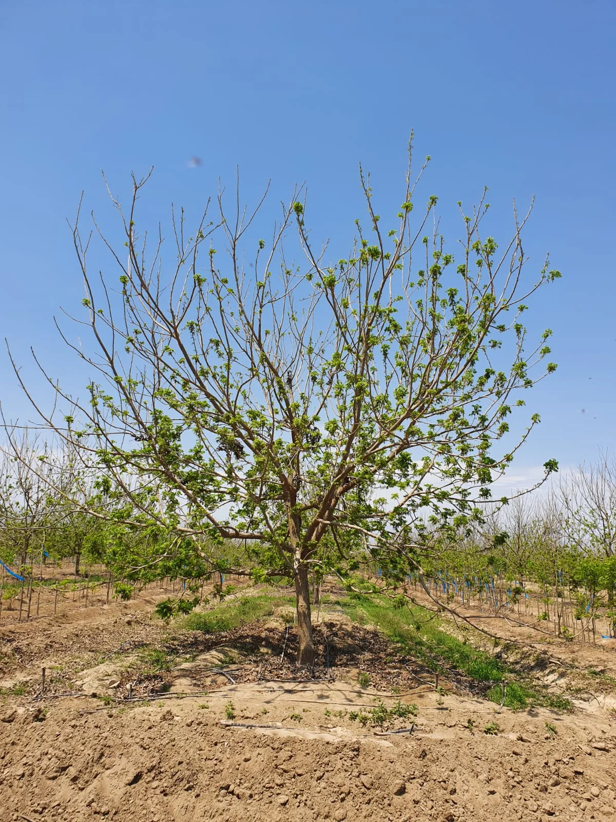 Árbol pecanero Mahan en el valle de Ica - Pecana Sunrise