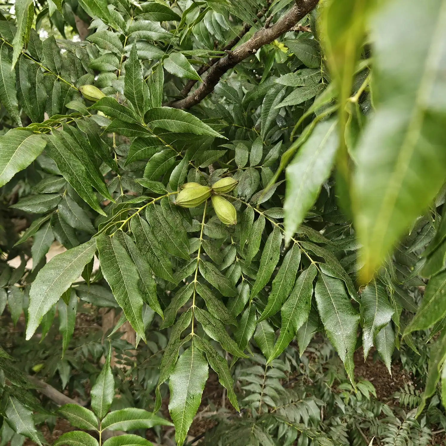 Árbol de pecano en cultivo peruano - Pecana Sunrise