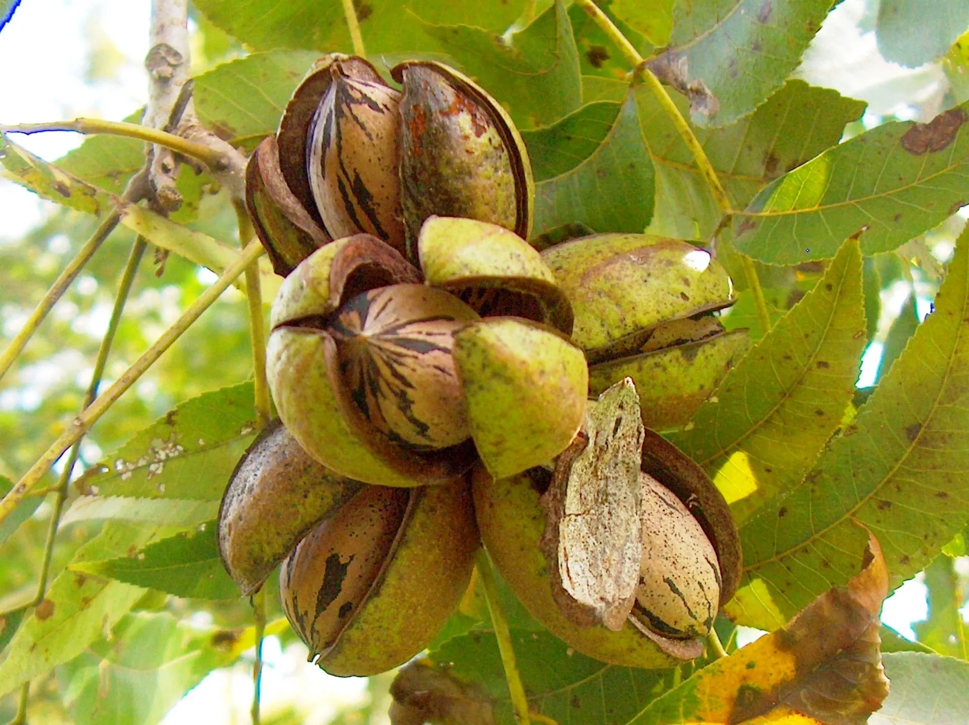 Producción y procesamiento de pecana Mahan en Ica - Pecana Sunrise