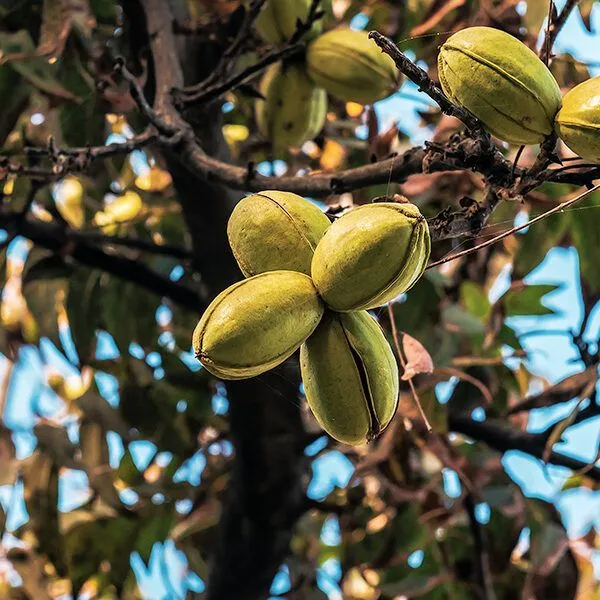Stock de pecana Mahan disponible todo el año en Lima - Pecana Sunrise