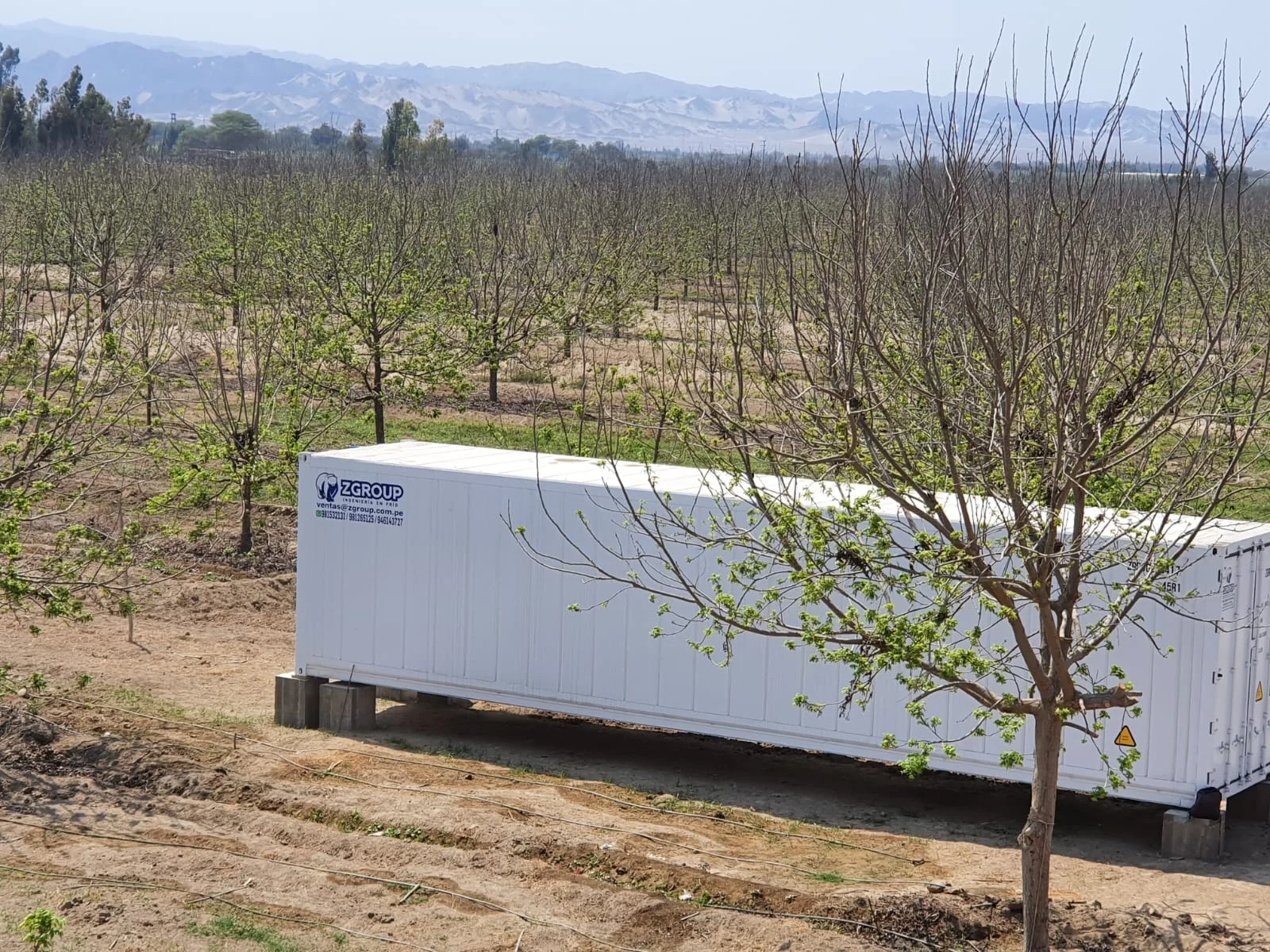 Exportación de pecana Mahan - Pecana Sunrise