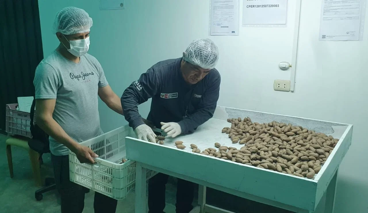 pecana exportacion