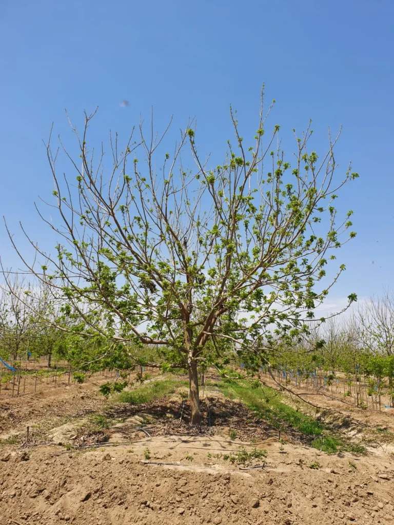 arbol pecanero