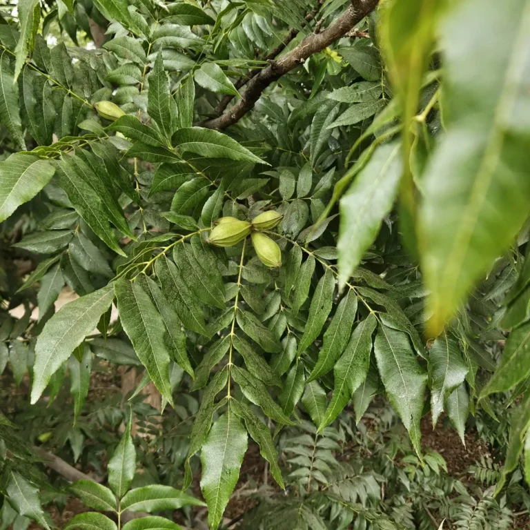 arbol pecano