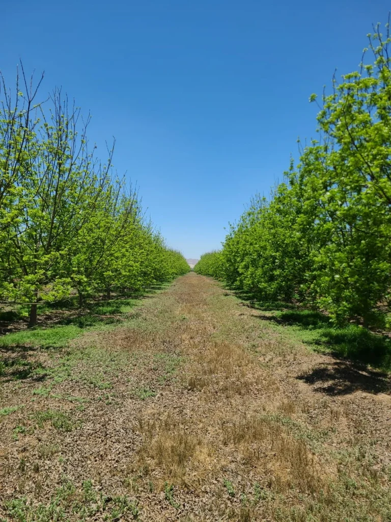 ARBOL PECANERO