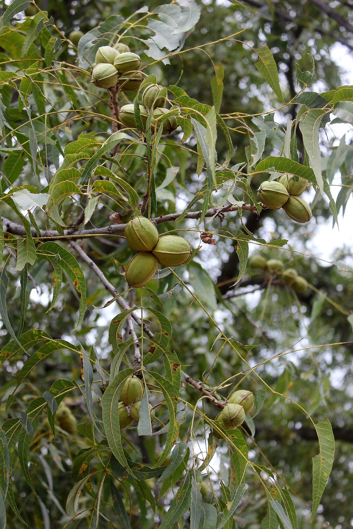 PECANA MAHAN VENTA AL POR MAYOR LIMA