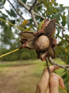 PECANA MAHAN VENTA AL POR MEYOR LIMA